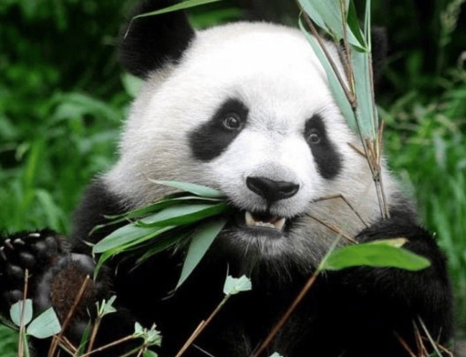 成都必去景點｜1. 大熊貓繁育研究基地